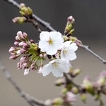 　開花した東京・靖国神社にある標本木のソメイヨシノ＝２０２５年３月２４日