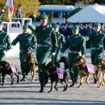 　警視庁の「年頭部隊出動訓練」で行進する警察犬部隊＝９日午前、東京都新宿区