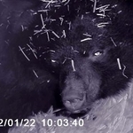 　赤外線カメラに写る冬眠中の雌のクマ「リオ」＝２０２２年（盛岡市動物公園ＺＯＯＭＯ提供）