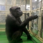 　チンパンジーの「アイ」＝２０１８年９月、愛知県犬山市