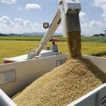 　収穫されたコメ＝２０２５年８月、新潟県三条市