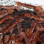 　いけすで泳ぐスルメイカ＝２５年６月、北海道函館市