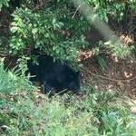 　島根県内の集落に出没したツキノワグマ（島根県中山間地域研究センター提供）