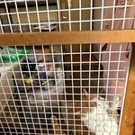 　栃木県警が家宅捜索に入った猫の保護施設＝１５日午後、栃木県足利市