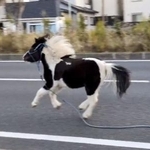 　神奈川県平塚市の国道１号を走るポニー＝１６日