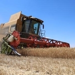 　小麦を収穫する農家＝２０２５年７月２４日、ウクライナ南部ヘルソン州（ロイター＝共同）