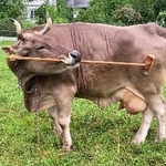 　ブラシを使って自分の体をかく仕草をするウシ「ベロニカ」（研究チーム提供）