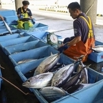 　高知県土佐市の宇佐漁港で水揚げされたカツオ＝２５年８月