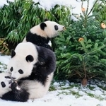 　ベルリンの動物園で遊ぶ子パンダ＝５日（ＡＰ＝共同）
