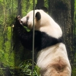 　最終観覧日を迎えた東京・上野動物園の双子のジャイアントパンダ、雌レイレイ＝２５日午前、東京都台東区