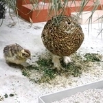 　富山市ファミリーパークで繁殖したライチョウの親子（同園提供）