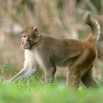　千葉県内に生息する特定外来生物のアカゲザル（千葉県提供）