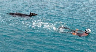 　男性潜水士に救助される牛＝２３日、沖縄県・宮古島沖（宮古島海上保安部提供）