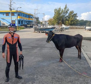 　男性潜水士に救助された牛＝２３日、沖縄県・宮古島（宮古島海上保安部提供）