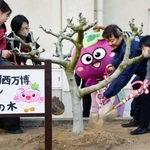 　大阪・関西万博でオマーンパビリオンに展示されていたイチジクの木の植樹式＝１月、大阪府羽曳野市立西浦東小