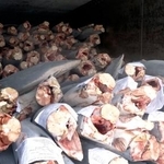 　「道源」が輸出しようとした冷凍アオザメ＝２０２５年