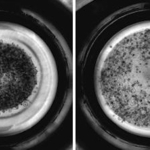 　線維化が起こり収縮したオルガノイド（左）と、化合物によって線維化を防いだオルガノイドの顕微鏡写真（京都大ｉＰＳ細胞研究所後藤研究室提供）