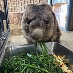 　１月に３７歳になったウォンバットの「ワイン」＝大阪府池田市の五月山動物園（同園提供）
