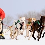 　「ジャパンカップ全国犬ぞり稚内大会」で疾走する犬ぞり＝２１日午前、北海道稚内市