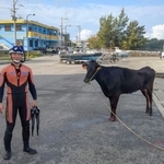 　男性潜水士に救助された牛＝２３日、沖縄県・宮古島（宮古島海上保安部提供）