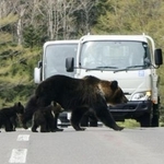　知床国立公園内の道路を歩くヒグマの親子＝２０２５年５月、北海道斜里町
