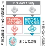 　ＥＳ細胞によるミニ精巣作製のイメージ