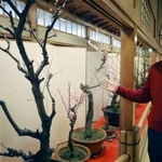 　高知市の老舗料亭「得月楼」の「盆梅」と松岡憲史社長＝２５日