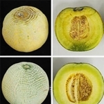 　収穫から４０日経過し傷みが進んだメロン（上）と、４０日経過後も果肉の熟成が抑えられたゲノム編集したメロン（農研機構提供）