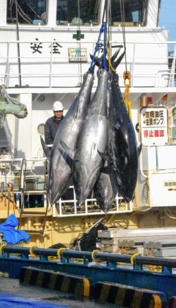　境港に陸揚げされるクロマグロ＝２０２５年５月、鳥取県境港市