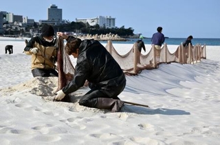 　和歌山県白浜町の白良浜で行われた防砂ネットの撤去作業＝１２日