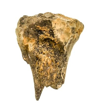 　ニホンジカの骨片（奈良文化財研究所提供）