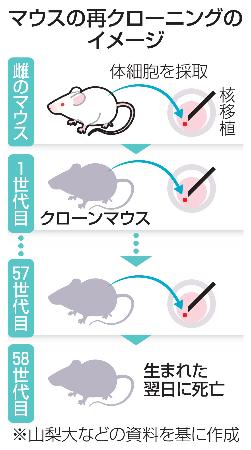 　マウスの再クローニングのイメージ