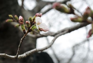 　大阪城公園で開花した標本木のソメイヨシノ＝２６日午前