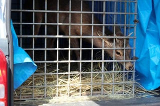 　一時保護施設から移送されるシカ＝２７日午後、大阪市住之江区
