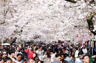 　東京・上野公園で満開となった桜を楽しむ人たち＝２８日午後