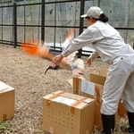 　訓練用のケージに放たれるトキ＝３日午前、新潟県佐渡市（環境省提供）