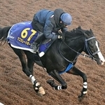 　マスカレードボール＝昨年１１月、美浦トレーニングセンター