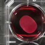 　ｉＰＳ細胞から作製した心筋シート