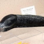 　世界最大のナメクジ「アッシーグレイスラッグ」の模型＝名古屋市