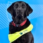 　パラリンピックの英国選手を支える補助犬「ピックル」（ＰａｒａｌｙｍｐｉｃｓＧＢ提供、共同）