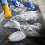 　水揚げされた冷凍カツオ＝２０１３年、鹿児島県