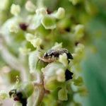 　ニワトコの花に来たケシキスイ＝２０２５年４月、滋賀県多賀町（神戸大博士課程の河島鈴さん提供）