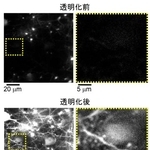 　観察したマウスの大脳皮質（九州大稲垣成矩助教、今井猛主幹教授提供）