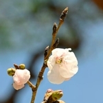 　全国で最も早く開花した高知城三の丸にある標本木のソメイヨシノ＝１６日午前