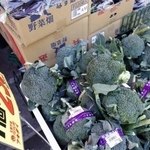 　野菜売り場のブロッコリー＝２０２４年１０月、東京都練馬区のスーパー「アキダイ」関町本店