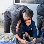 　水揚げされたイカナゴの稚魚「シンコ」＝１７日午前、兵庫県明石市の林崎漁港