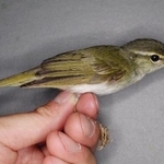 　新種のトカラムシクイ（山階鳥類研究所提供）