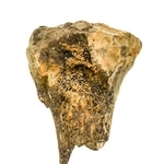 　ニホンジカの骨片（奈良文化財研究所提供）