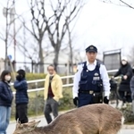 　大阪市都島区の公園に現れたシカ＝２２日午後