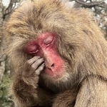 　淡路島モンキーセンターで目元をかくサル＝１９日、兵庫県洲本市
